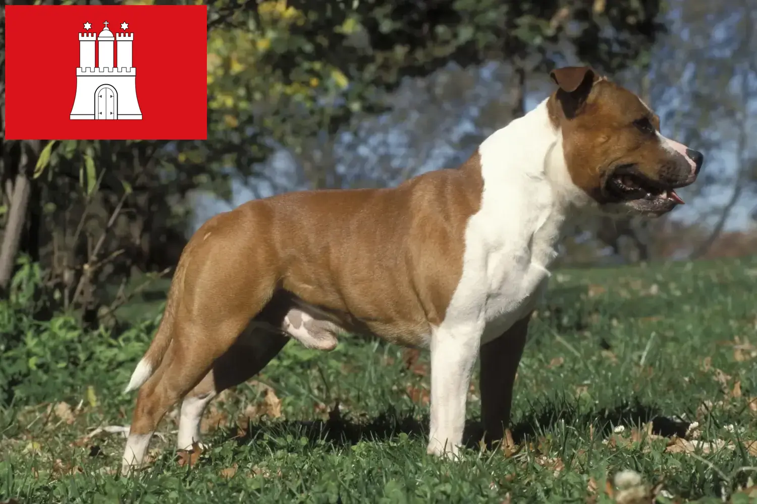 Staffordshire Bull Terrier puppies and breeders Hamburg Here you can find Staffordshire Bull Terrier breeders in Hamburg.