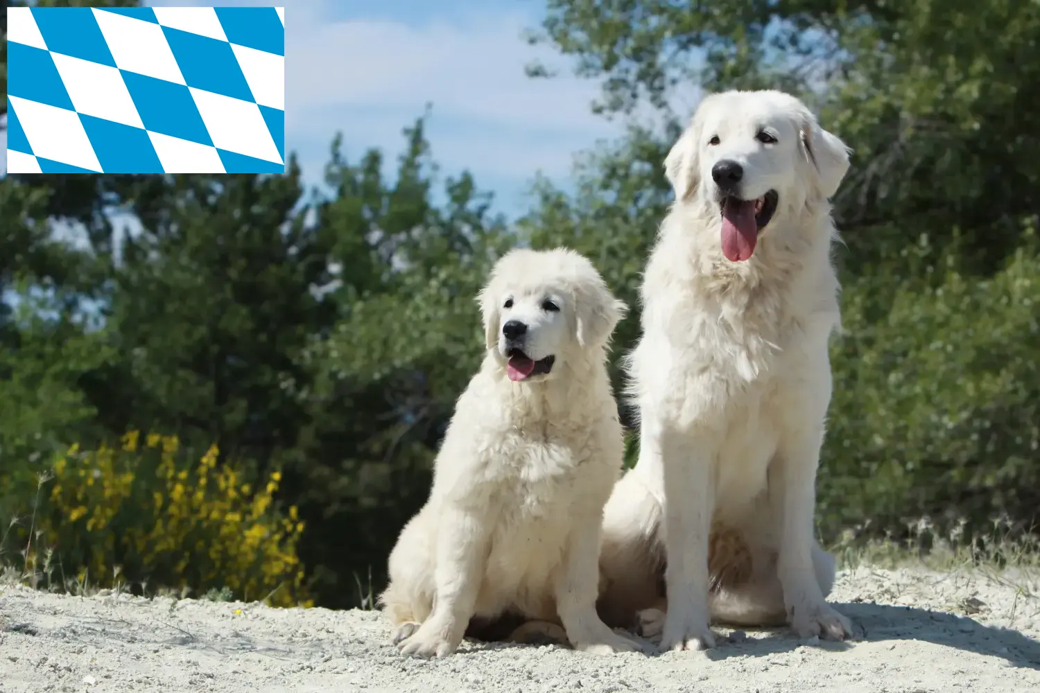 Tatra Sheepdog puppies and breeders Bavaria Here you will find Tatra Sheepdog breeders in Bavaria.