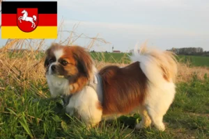 Read more about the article Tibetan Spaniel breeders and puppies in Lower Saxony