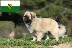 Read more about the article Tibetan Spaniel breeders and puppies in Saxony
