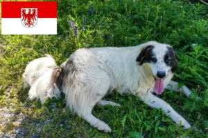Read more about the article Tornjak breeders and puppies in Brandenburg