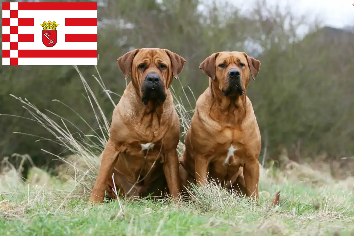 Read more about the article Tosa breeders and puppies in Bremen