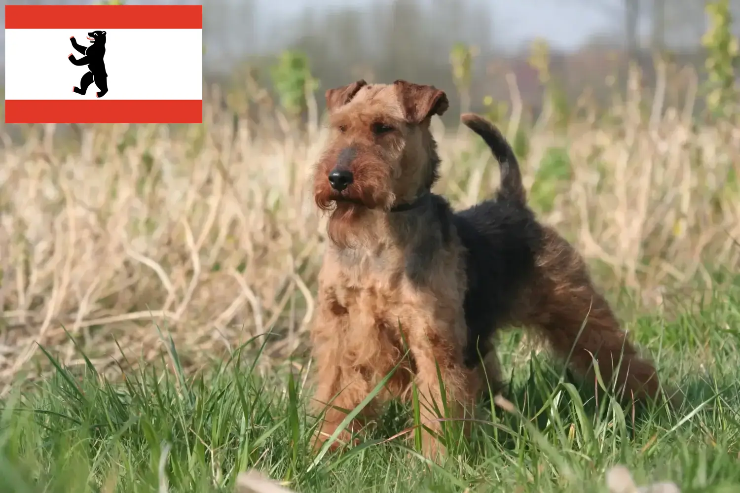 Welsh Terrier puppies and breeders Berlin Find Welsh Terrier breeders in Berlin here.