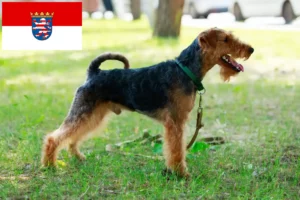 Read more about the article Welsh Terrier breeders and puppies in Hessen