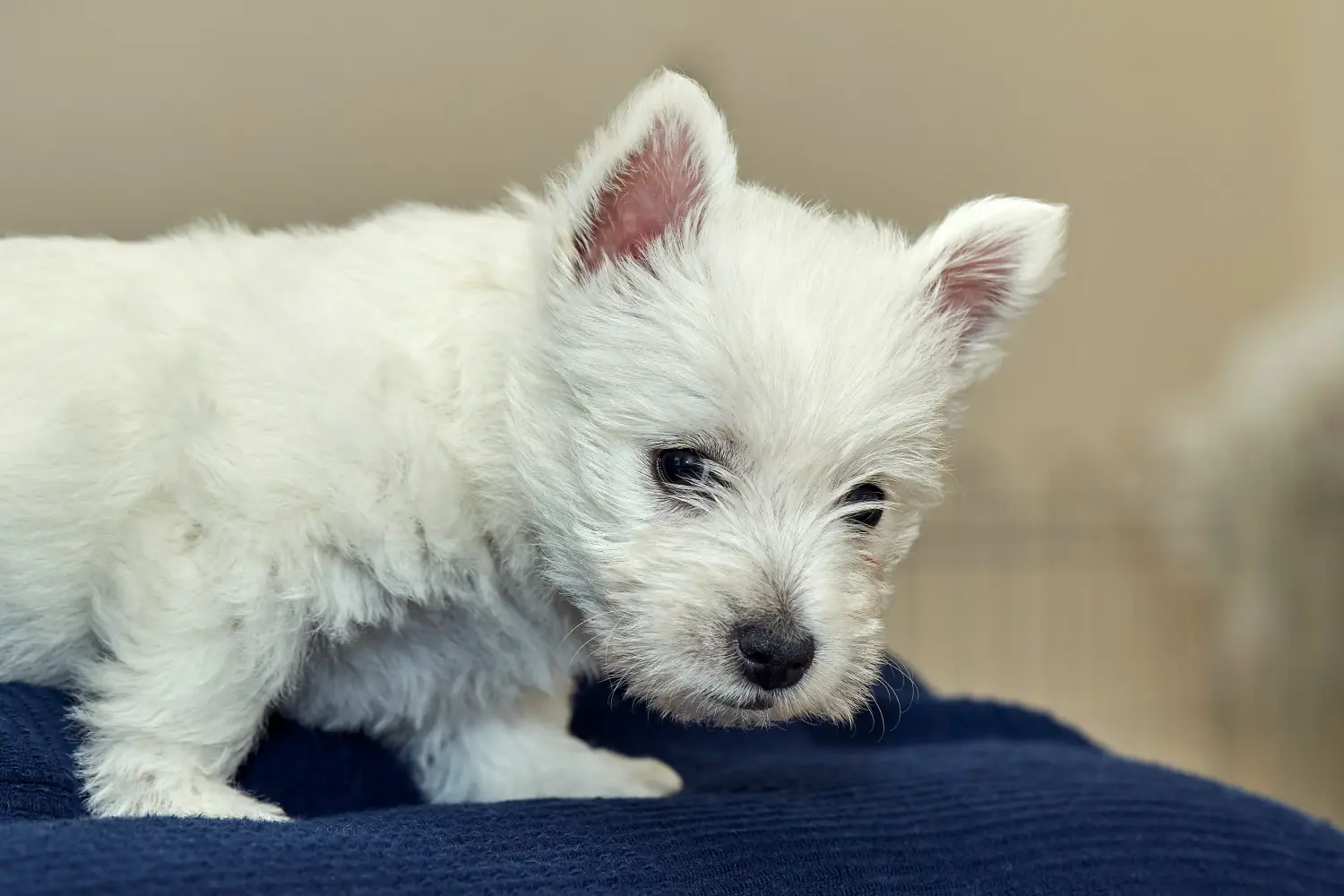 Buying a Westie puppy means taking responsibility! Buy Westie puppies.
