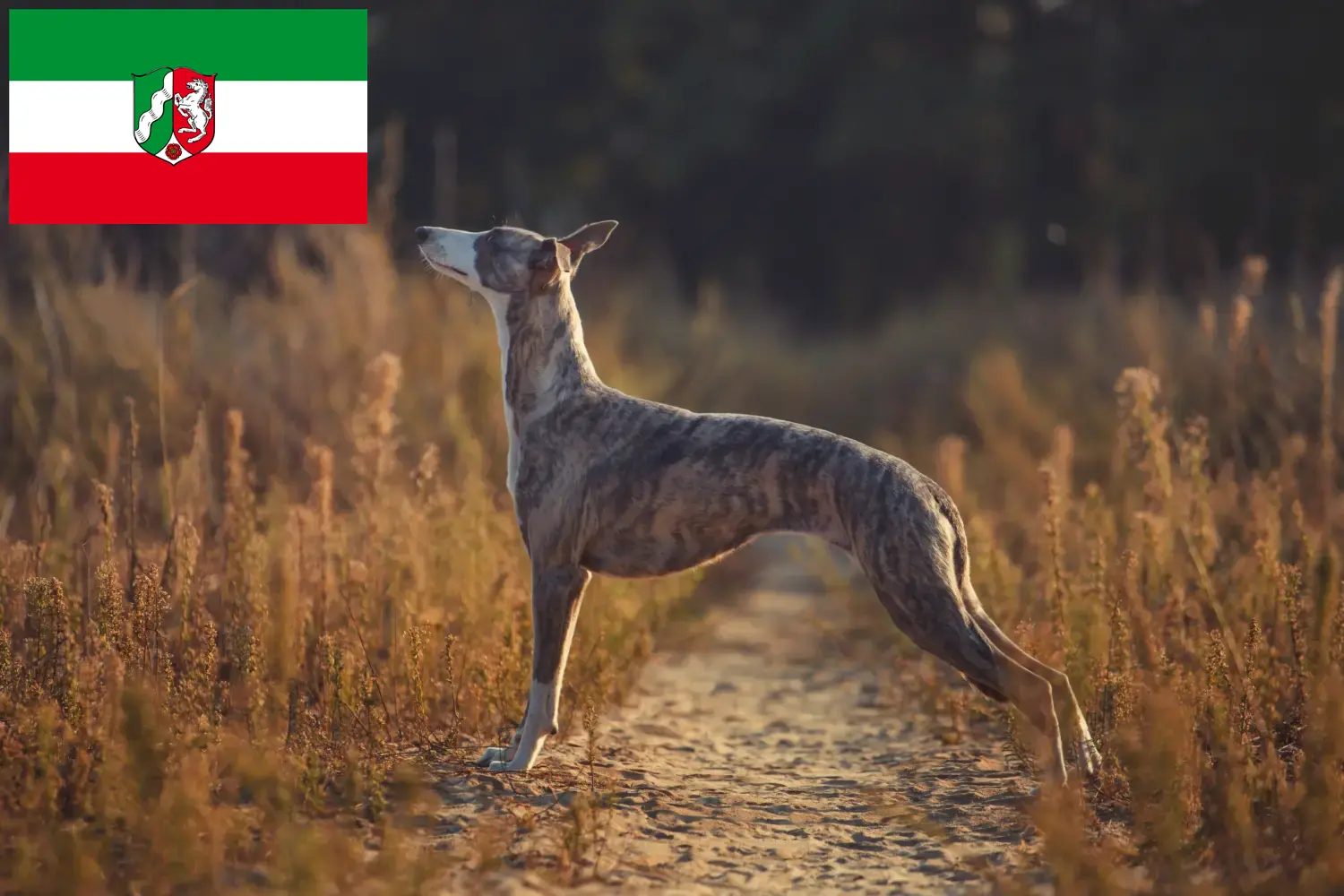 Whippet puppies and breeders North Rhine-Westphalia Here you can find Whippets breeders in North Rhine-Westphalia.