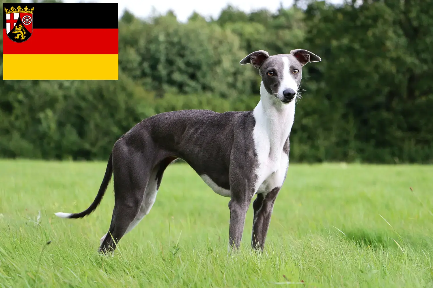 Whippet puppies and breeders Rhineland-Palatinate Here you can find Whippets breeders in Rhineland-Palatinate.