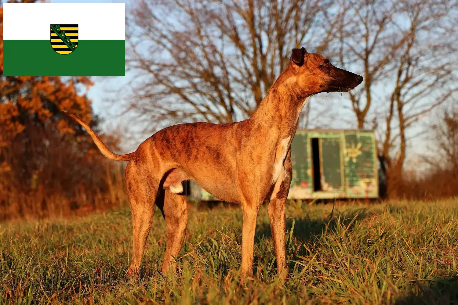 Whippet puppies and breeders Saxony Here you will find Whippets breeders in Saxony.