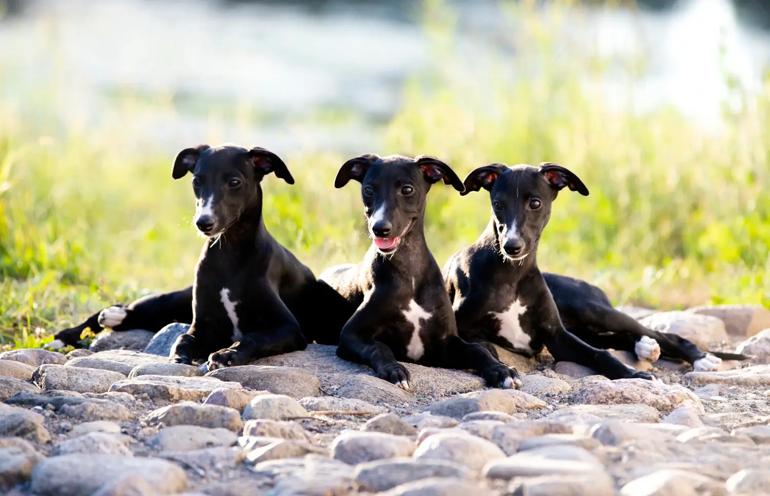 Buying a Whippet puppy means taking responsibility! Buy Whippet puppies.