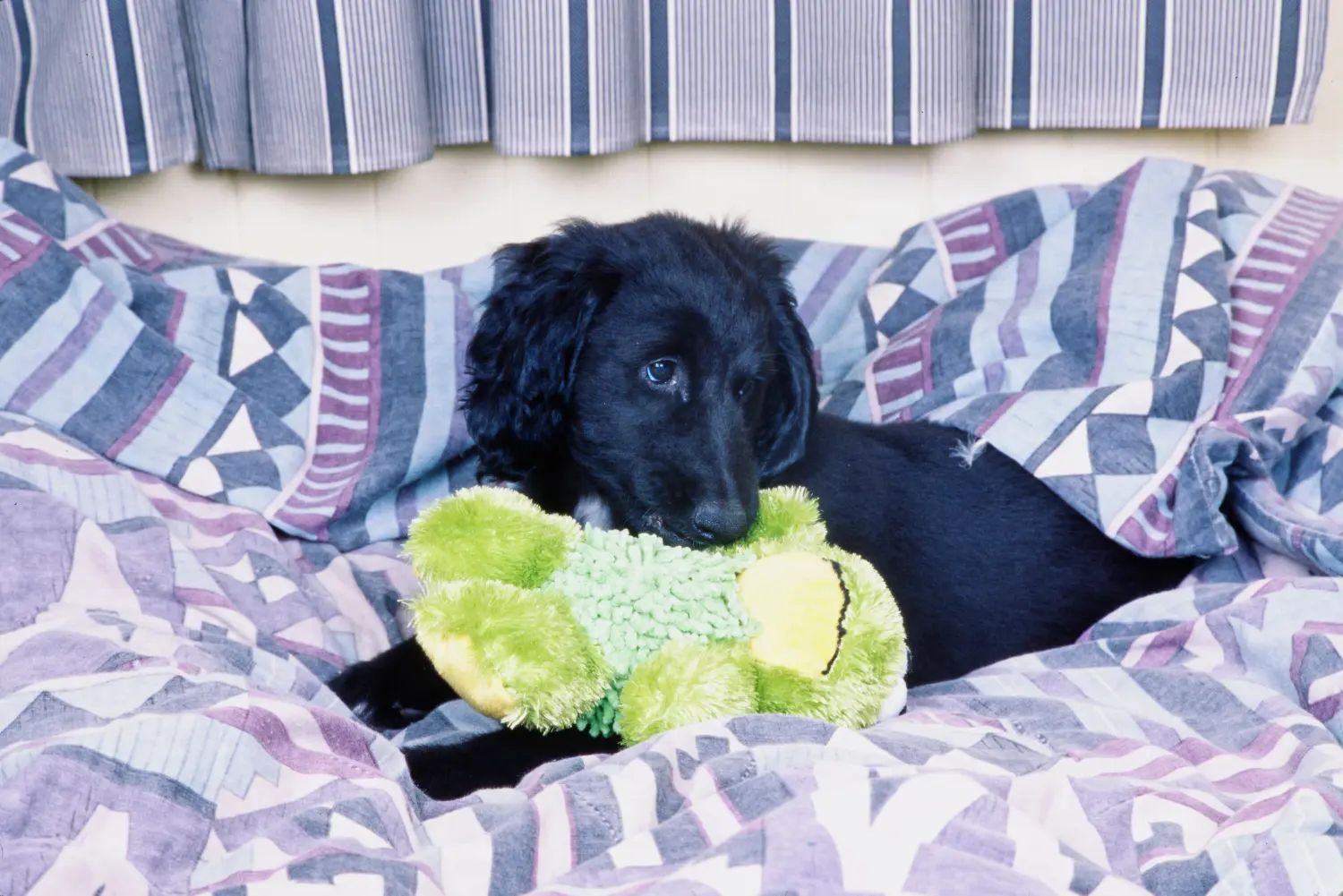 Buying an Afghan Hound puppy means taking responsibility! Buy Afghan greyhound puppies.
