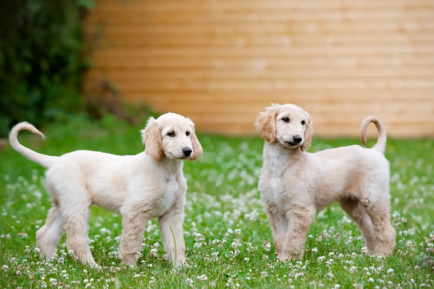 Buying an Afghan Hound puppy means taking responsibility! Buy Afghan greyhound puppies.