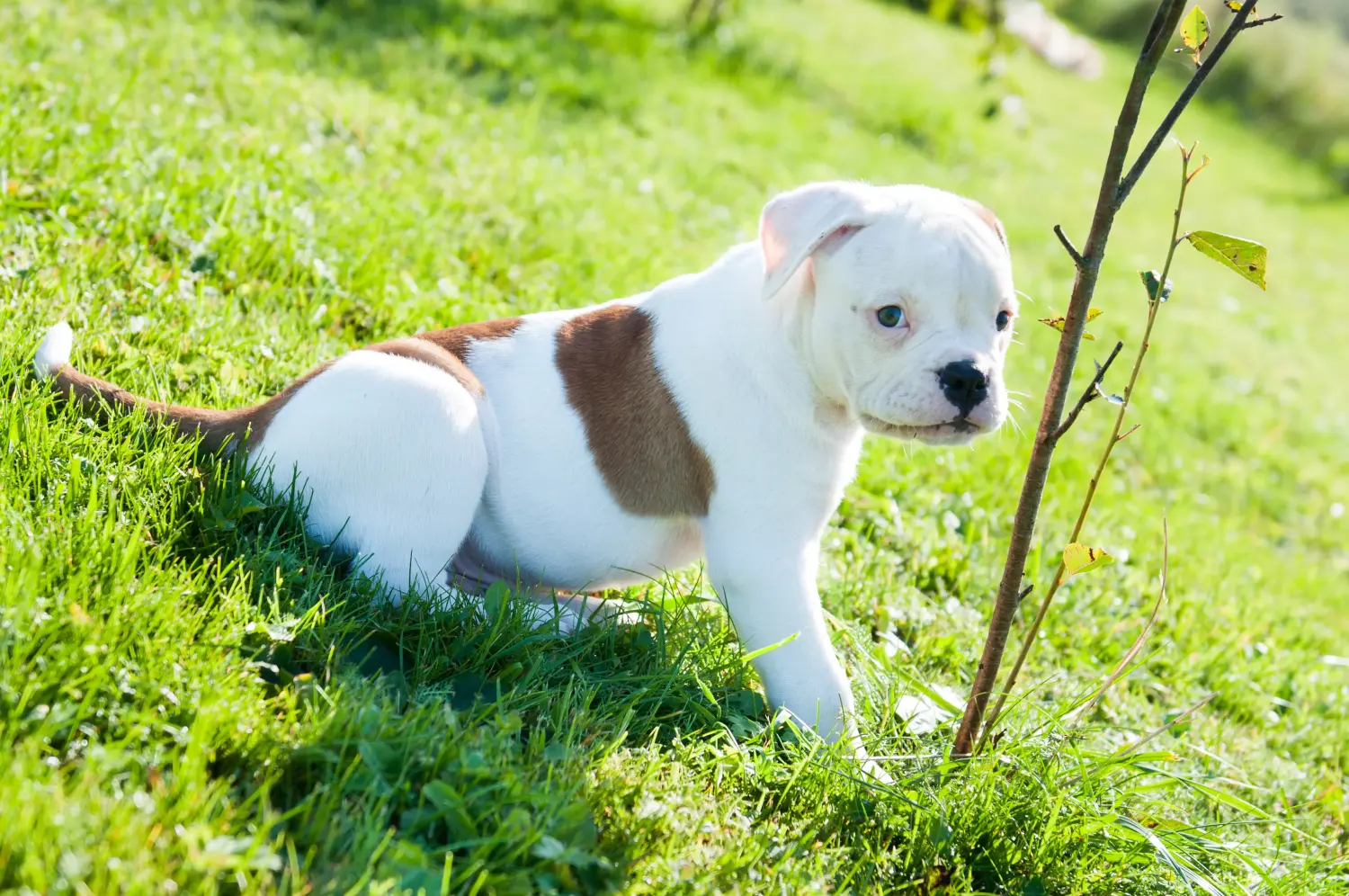 Buying an American Bulldog puppy means taking responsibility! Buy American Bulldog puppies.
