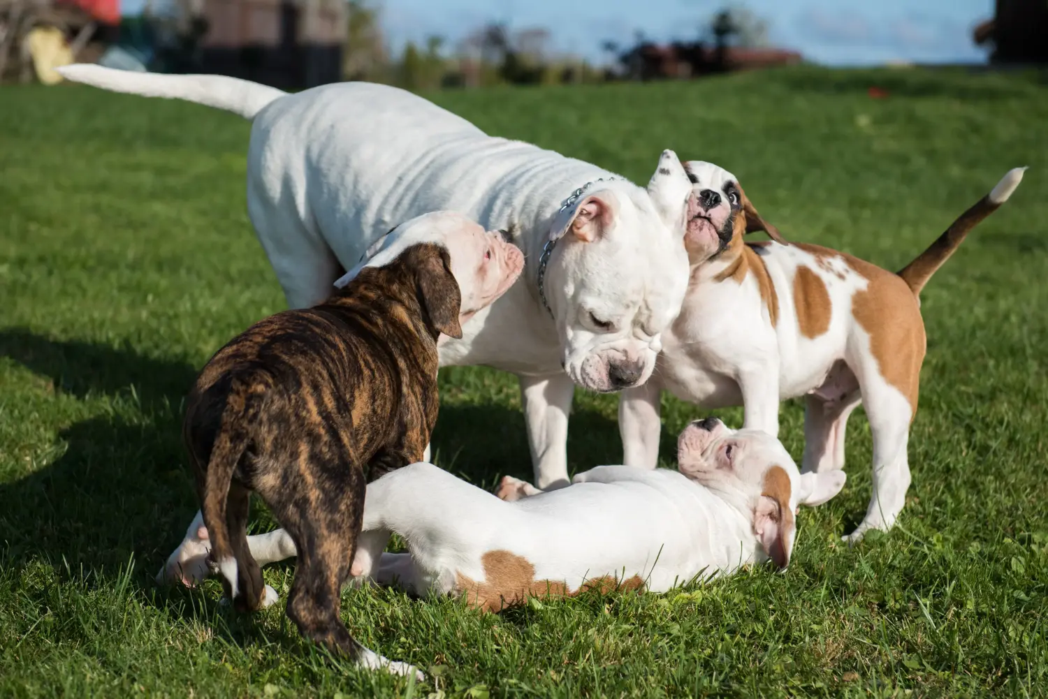 Buying an American Bulldog puppy means taking responsibility! Buy American Bulldog puppies.