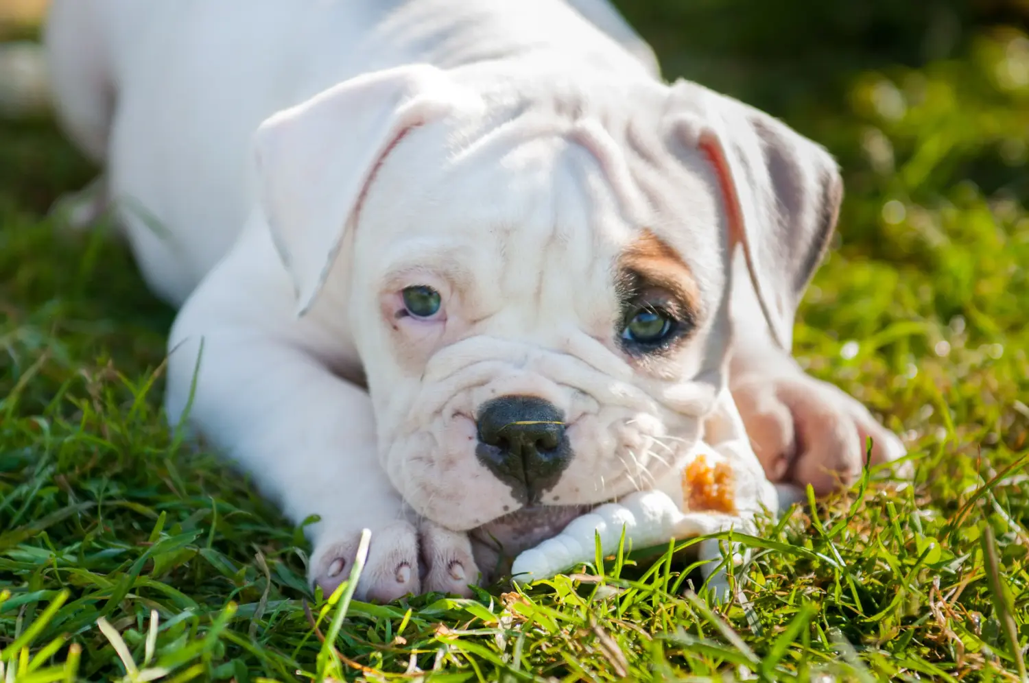 Buying an American Bulldog puppy means taking responsibility! Buy American Bulldog puppies.