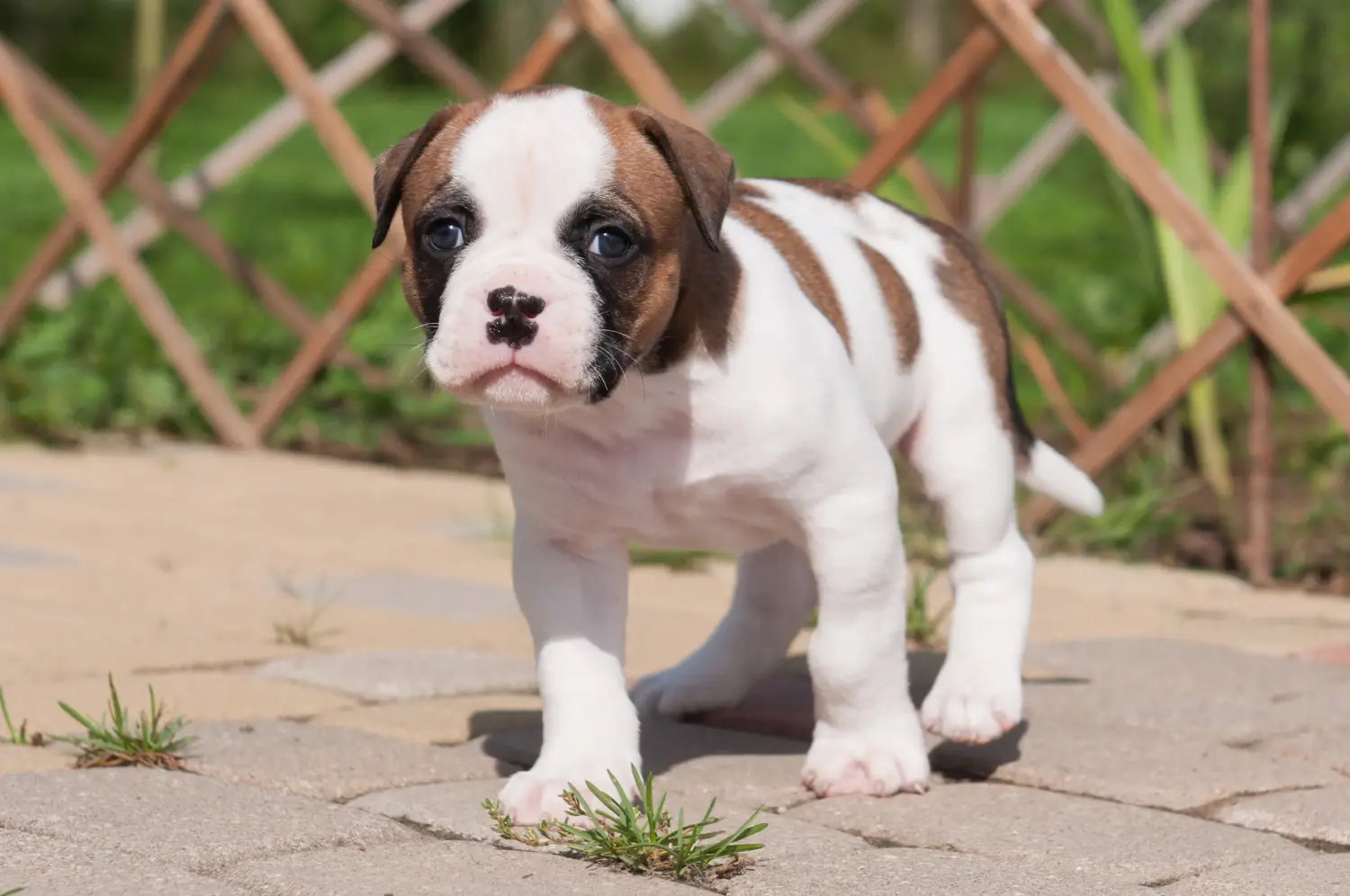 Buying an American Bulldog puppy means taking responsibility! Buy American Bulldog puppies.