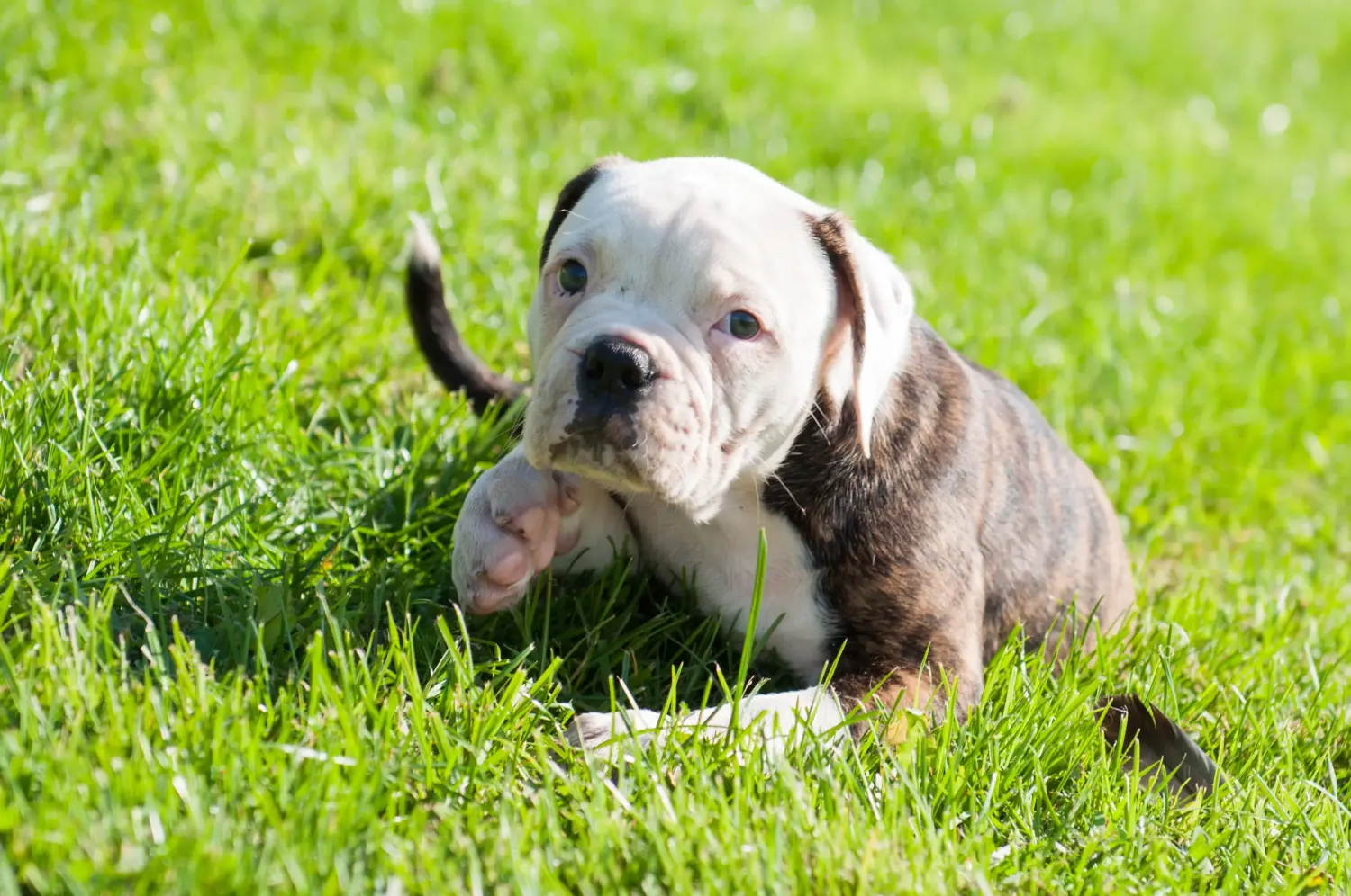 Buying an American Bulldog puppy means taking responsibility! Buy American Bulldog puppies.