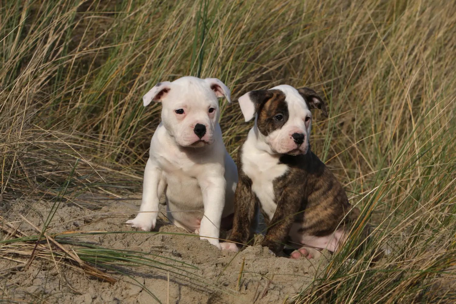 Buying an American Bulldog puppy means taking responsibility! Buy American Bulldog puppies.