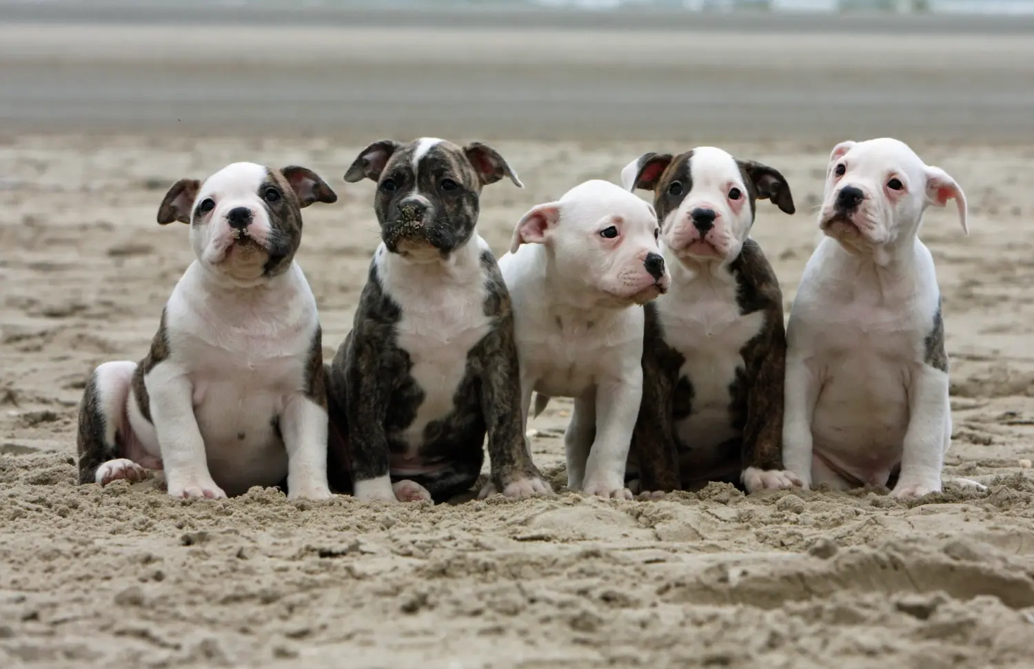 Buying an American Bulldog puppy means taking responsibility! Buy American Bulldog puppies.
