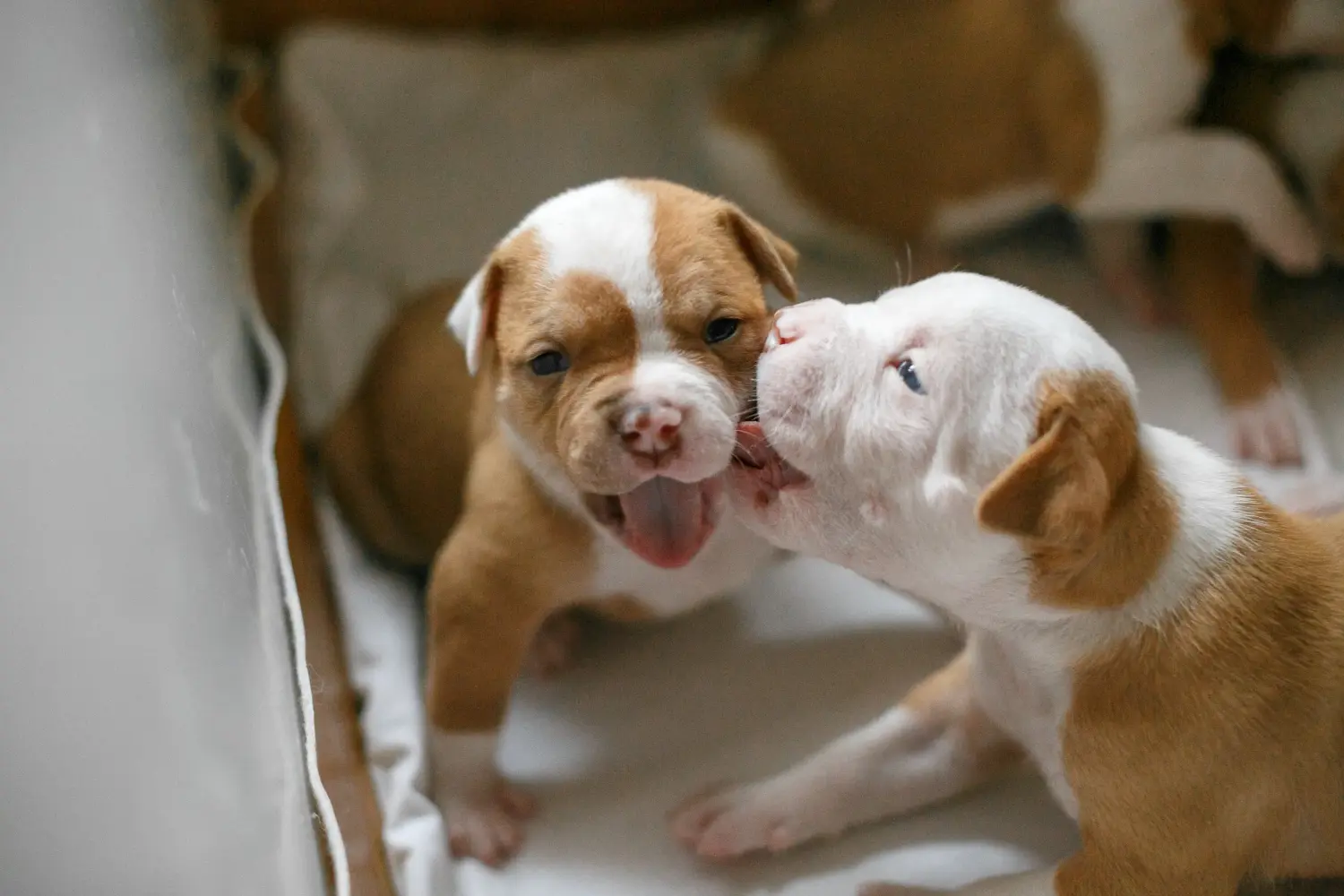 Buying an American Bulldog puppy means taking responsibility! Buy American Bulldog puppies.