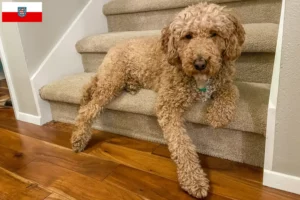 Read more about the article Australian Labradoodle breeders and puppies in Thuringia