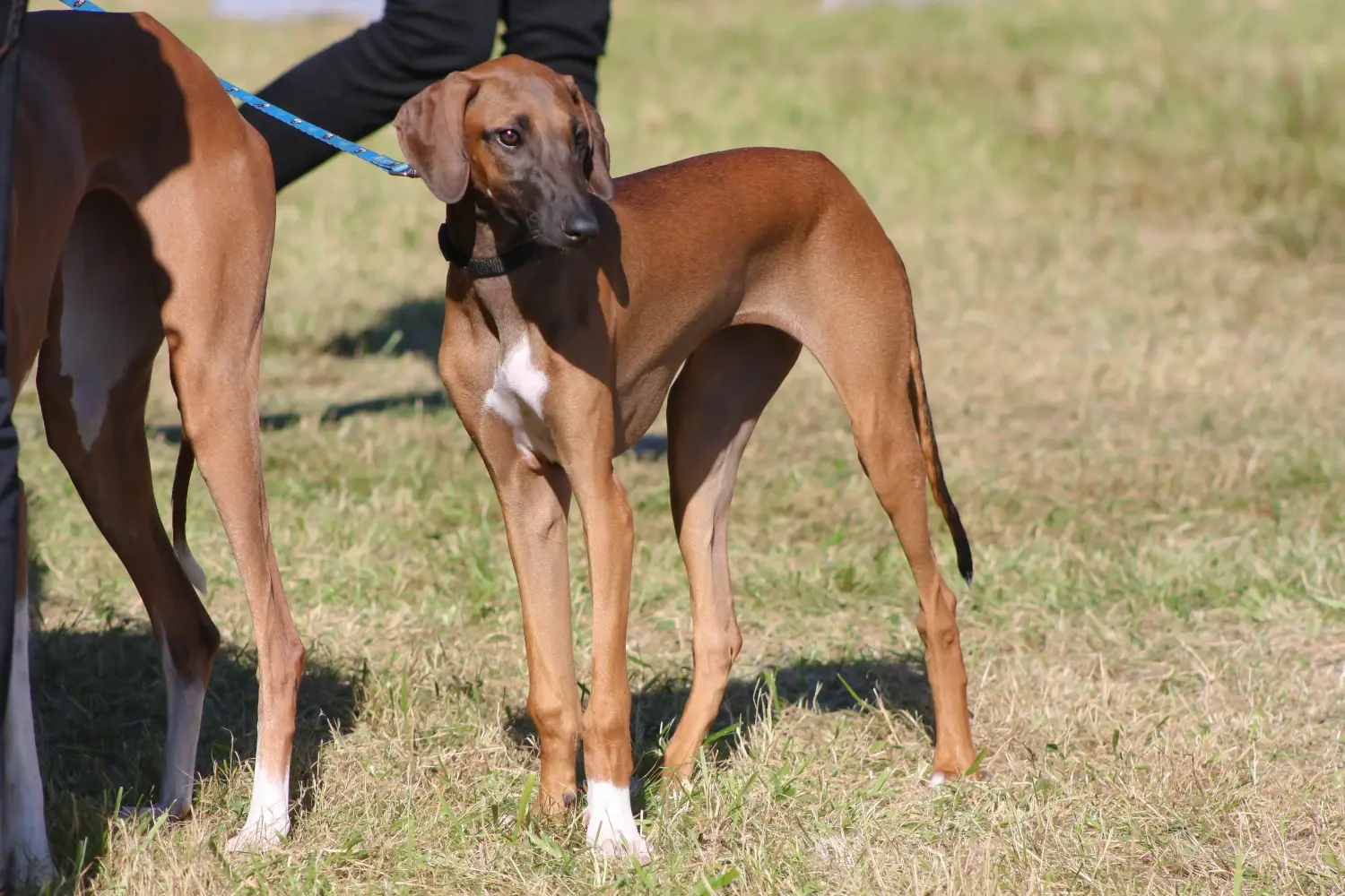 Buying an Azawakh puppy means taking responsibility! Buy Azawakh puppies.