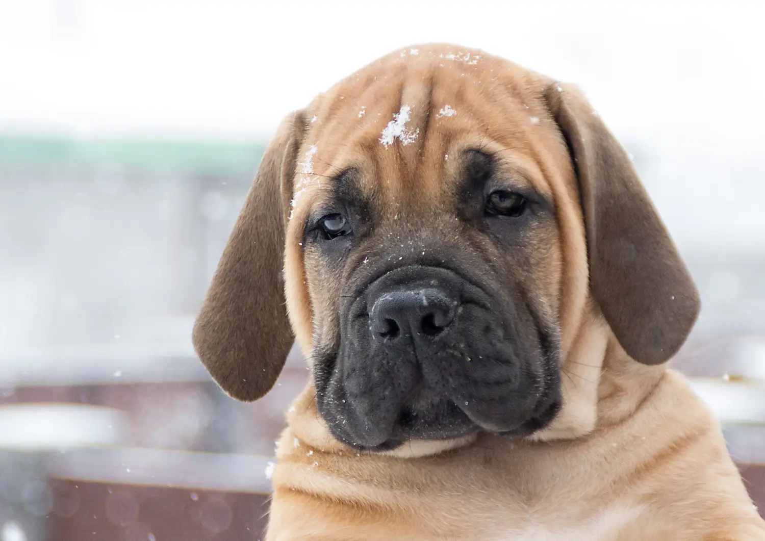 Buying a Boerboel puppy means taking responsibility! Buy Boerboel puppies.