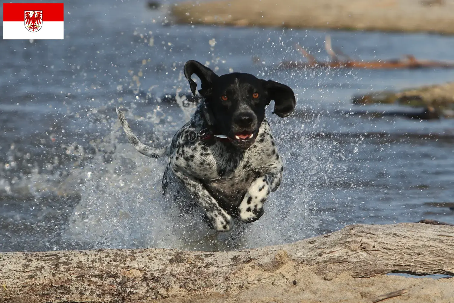 Read more about the article Braque d’Auvergne breeders and puppies in Brandenburg