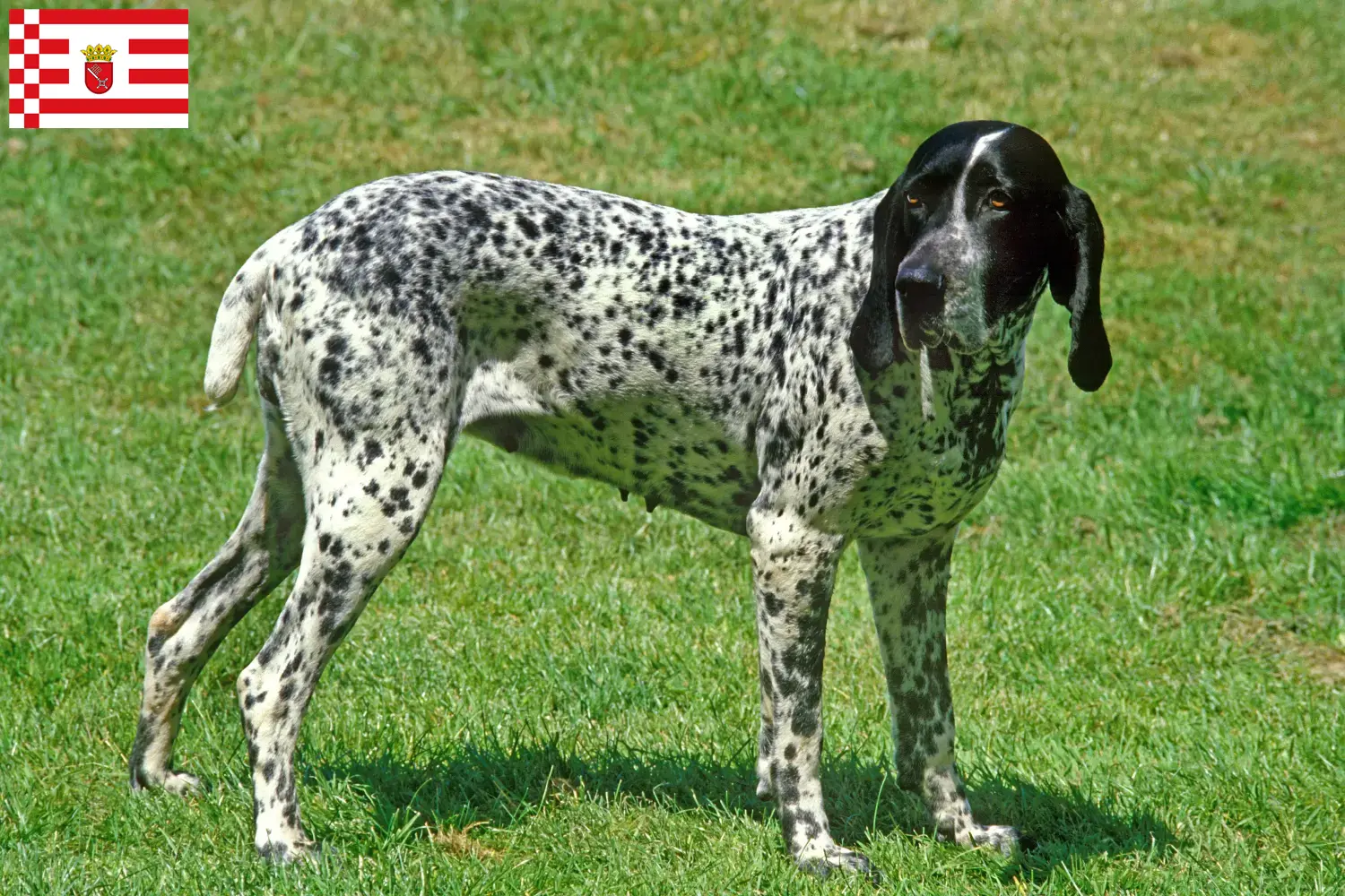 Braque d'Auvergne puppies and breeders Bremen Here you will find Braque d'Auvergne breeders in Bremen.