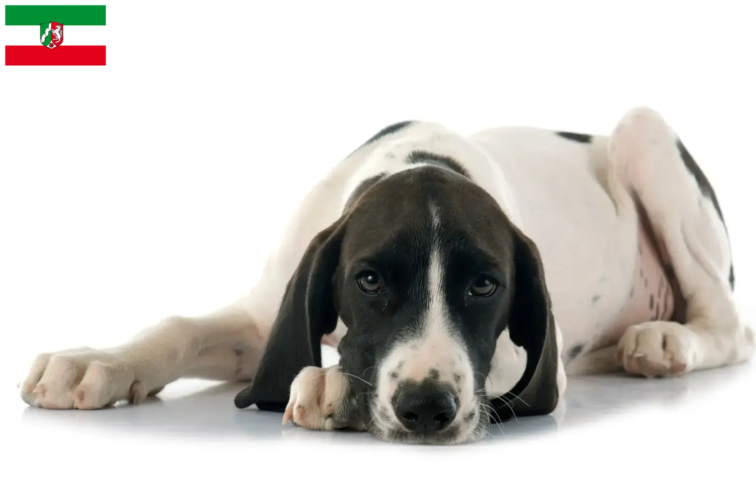 Braque d'Auvergne puppies and breeders North Rhine-Westphalia Here you will find Braque d'Auvergne breeders in North Rhine-Westphalia.