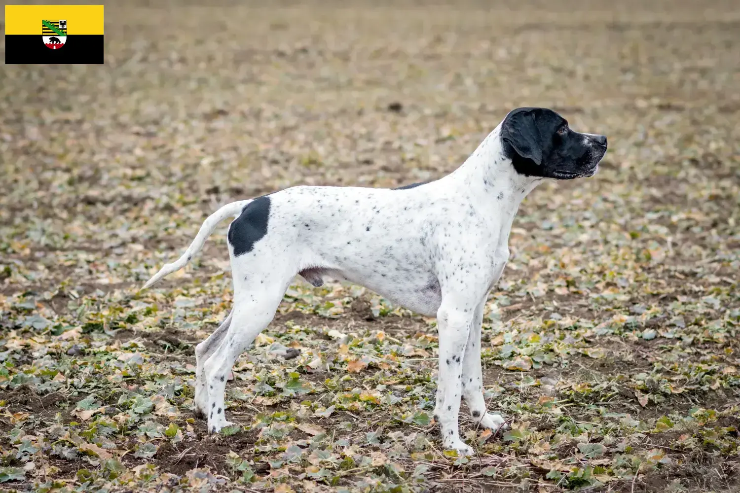 Read more about the article Braque d’Auvergne breeders and puppies in Saxony-Anhalt