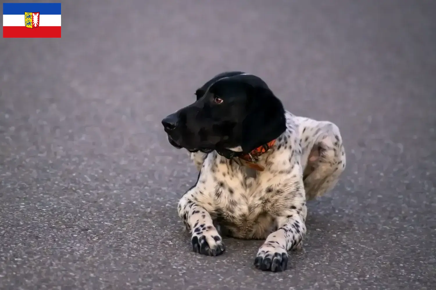Braque d'Auvergne puppies and breeders Schleswig-Holstein Here you will find Braque d'Auvergne breeders in Schleswig-Holstein.