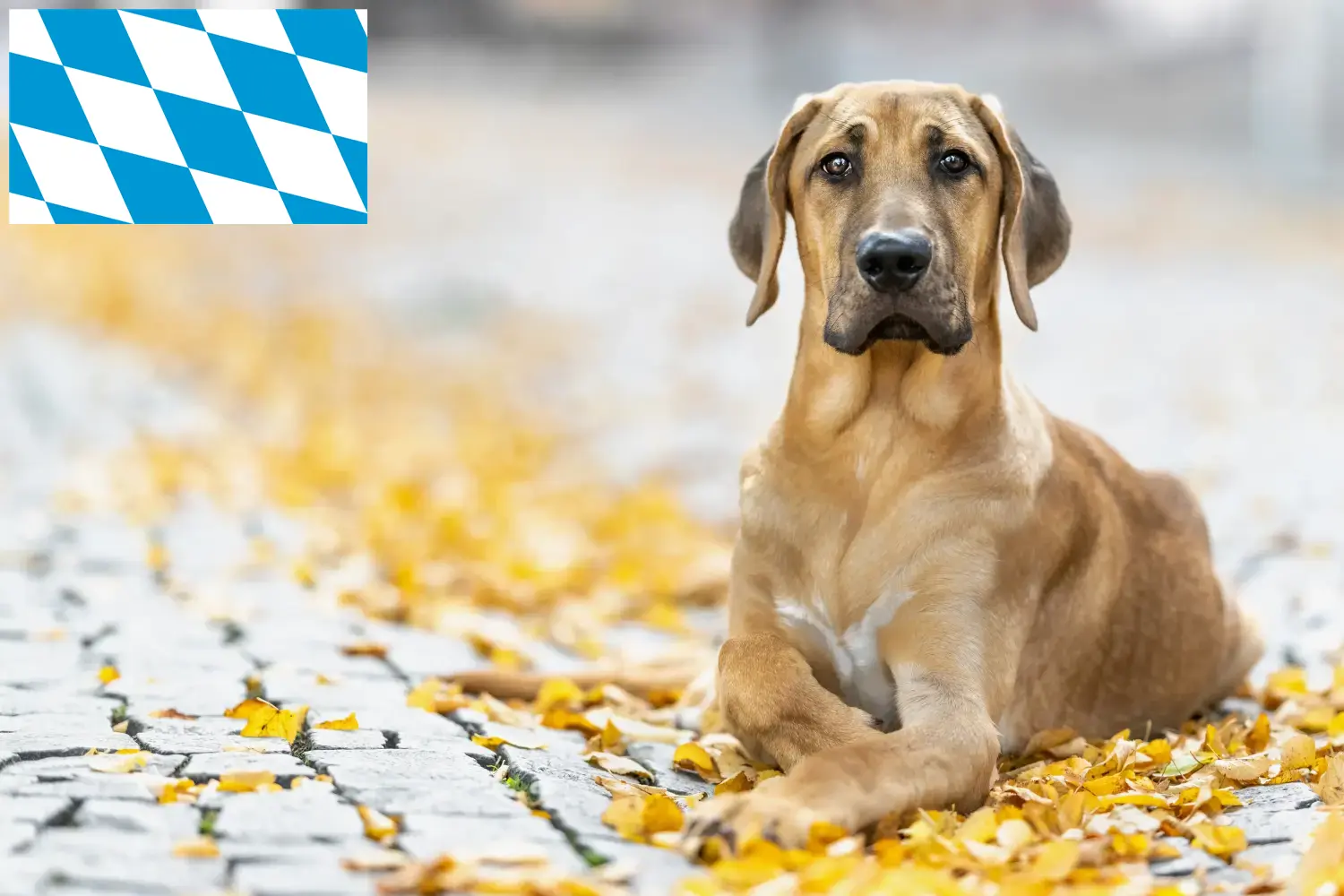 Broholmer puppies and breeders Bavaria Here you can find Broholmer breeders in Bavaria.