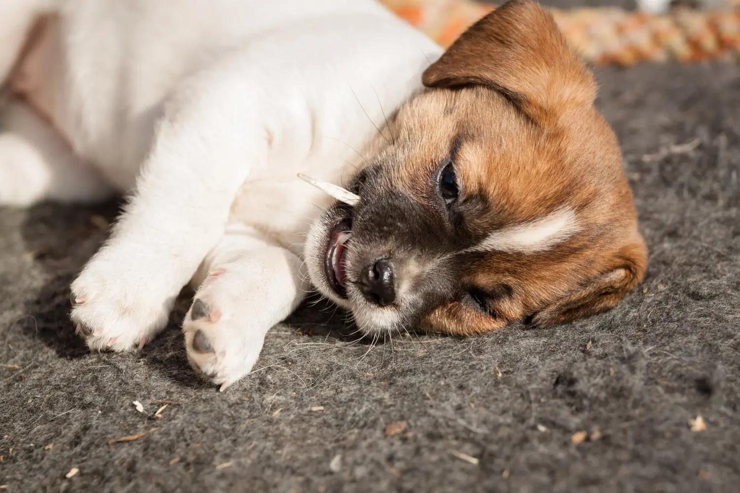 Buying a Danish-Swedish Farmdog puppy means taking responsibility! Buy Danish-Swedish Farmdog puppies.