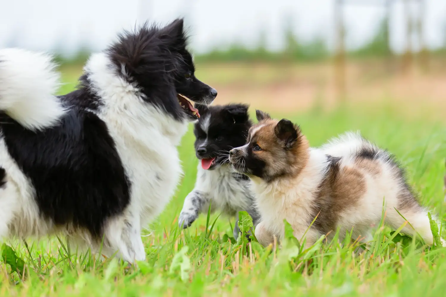 Buying an Elo puppy means taking responsibility! Buy Elo puppies.
