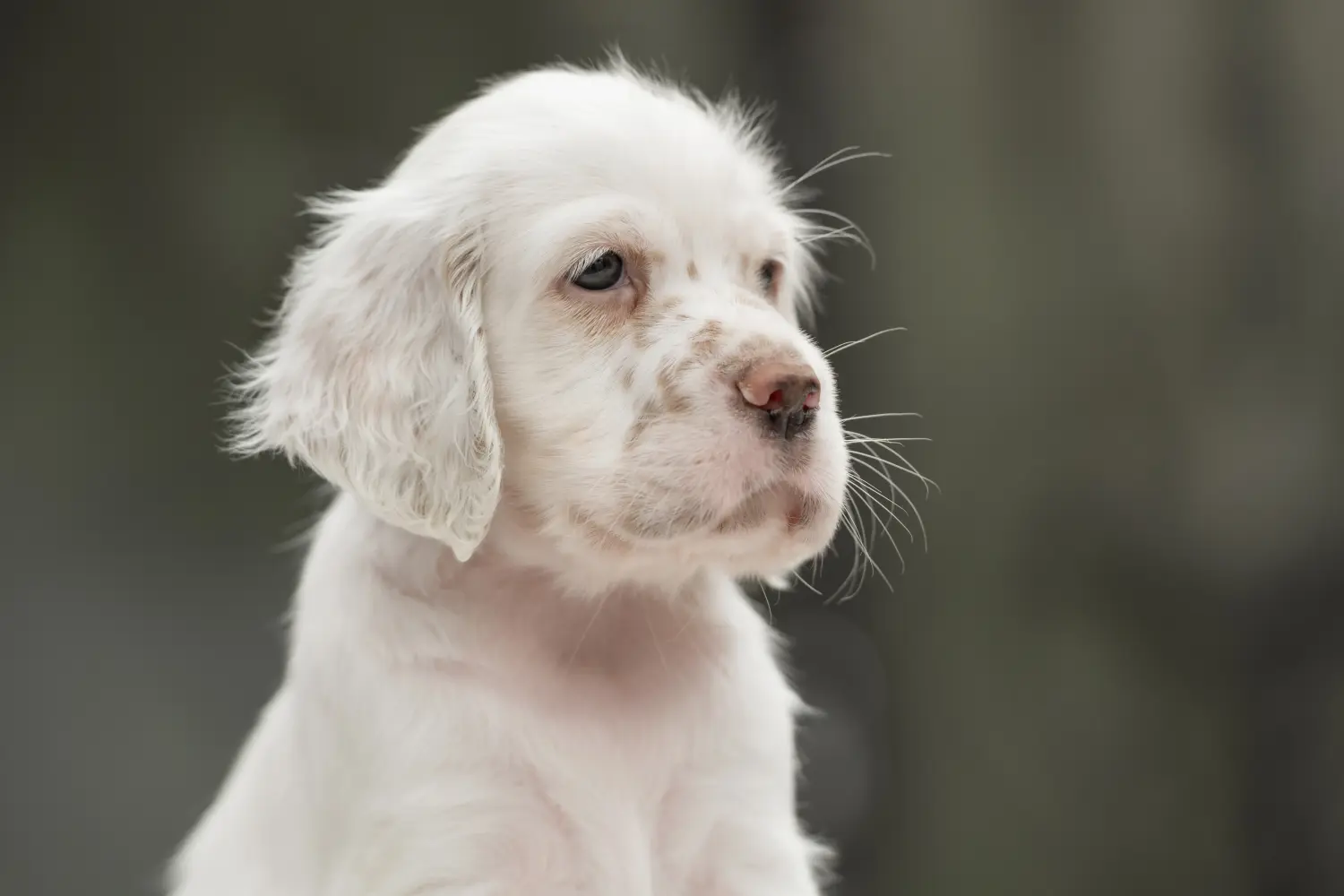 Buying an English Setter puppy means taking responsibility! Buy English Setter puppies.