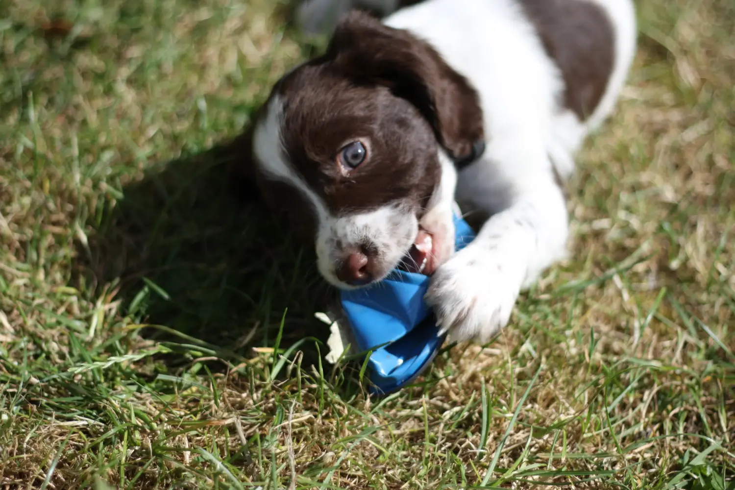 Buying an English Springer Spaniel puppy means taking responsibility! Buy English Springer Spaniel puppies.