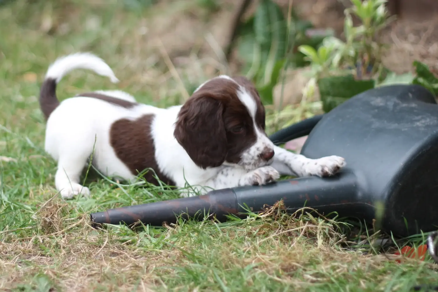 Buying an English Springer Spaniel puppy means taking responsibility! Buy English Springer Spaniel puppies.