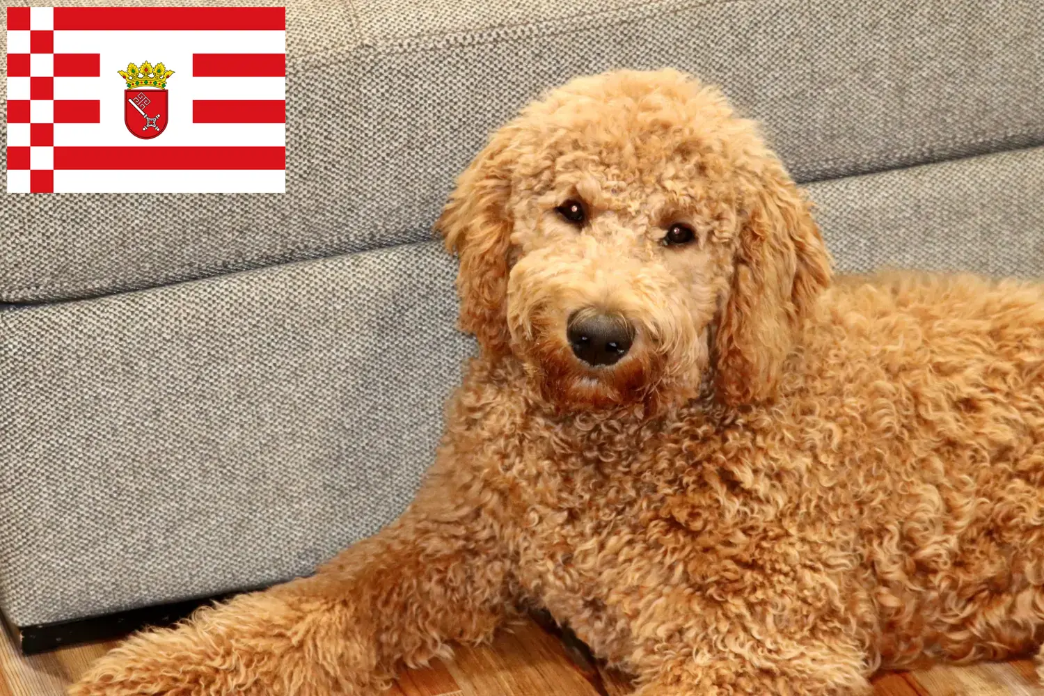 Goldendoodle puppies and breeders Bremen Find Goldendoodles breeders in Bremen here.