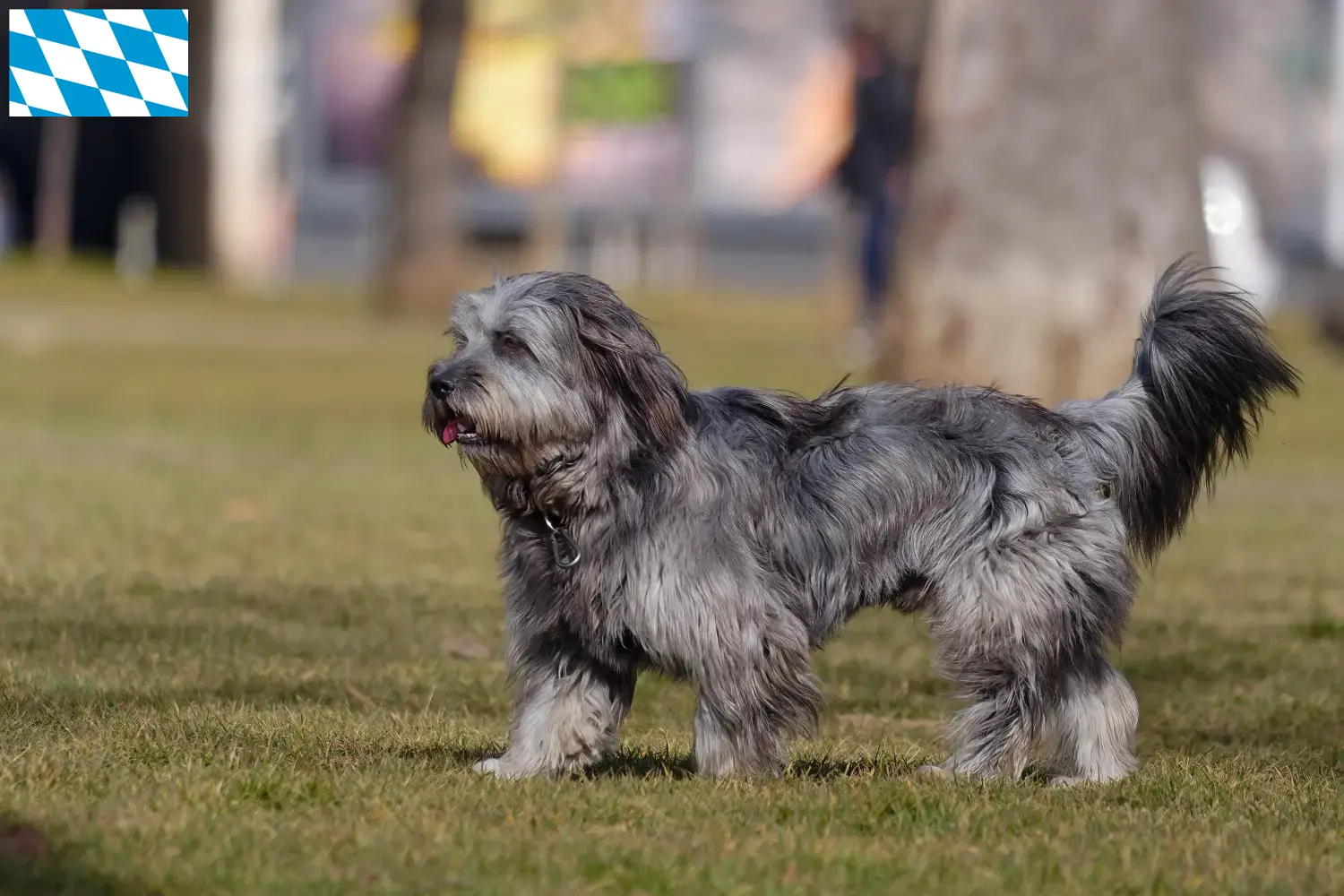 Gos d'Atura Catalá puppies and breeders Bavaria Here you will find Gos d'Atura Catalá breeders in Bavaria.