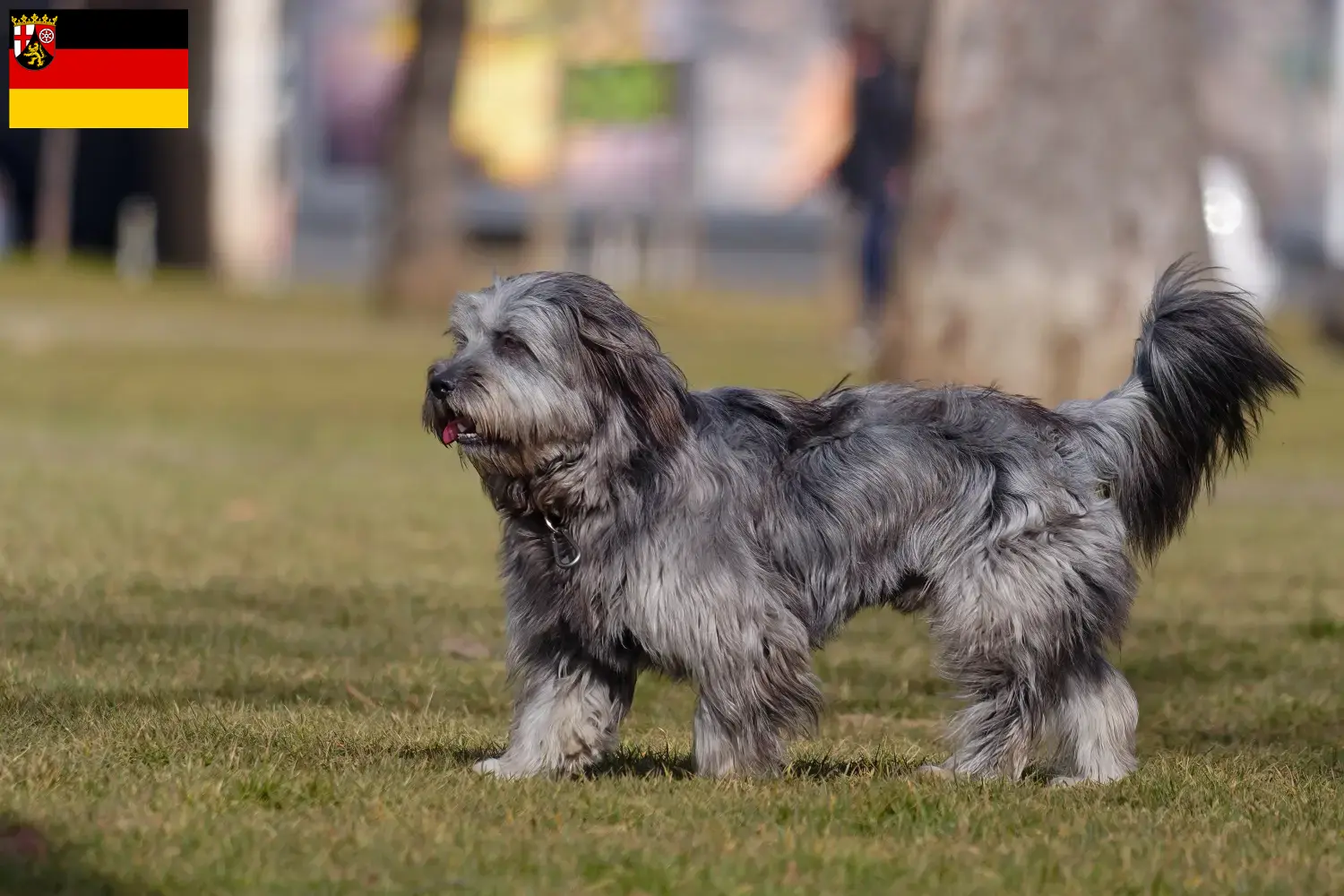 Read more about the article Gos d’Atura Catalá breeders and puppies in Rhineland-Palatinate