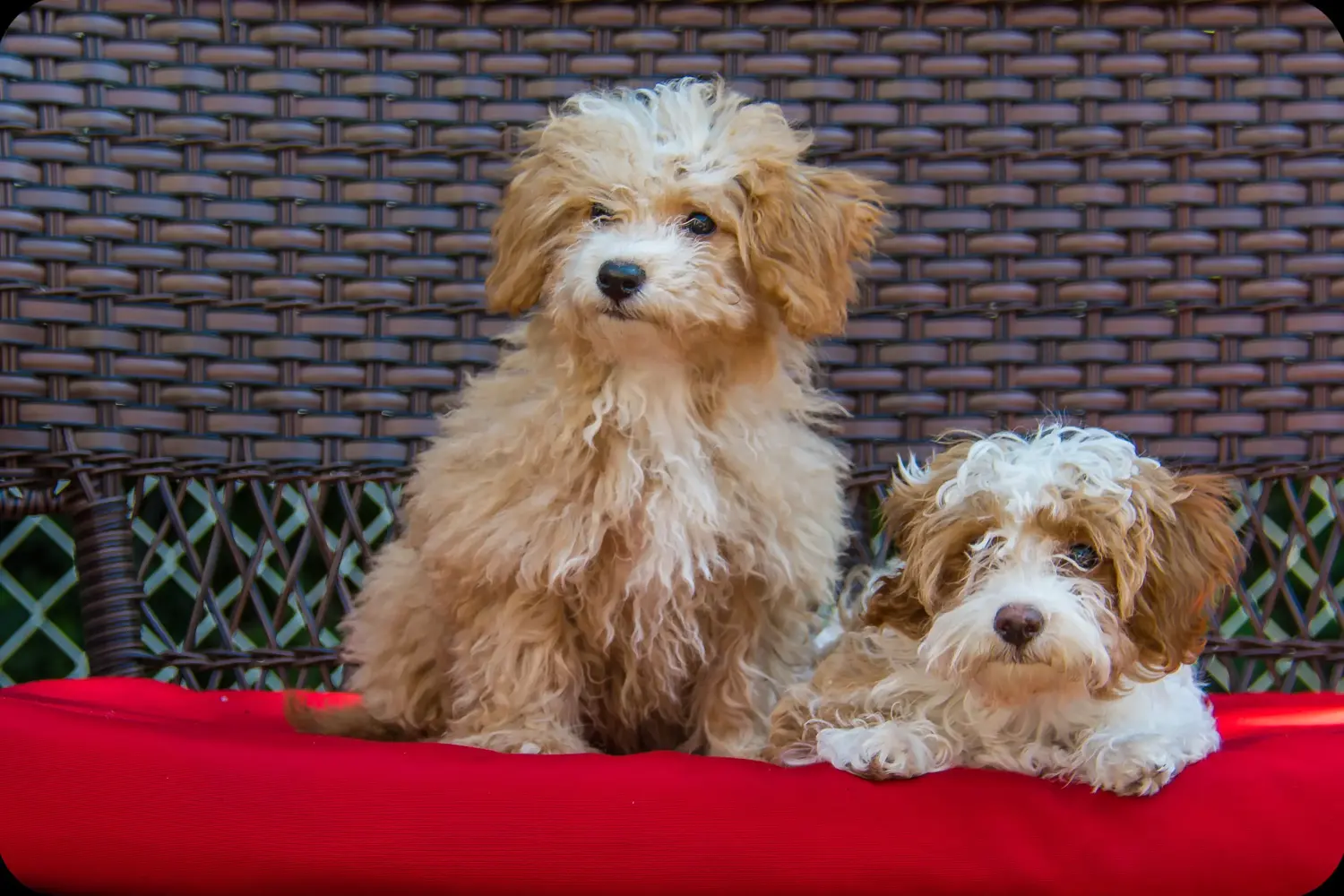 Buying a Havapoo puppy means taking responsibility! Buy Havapoo puppies.