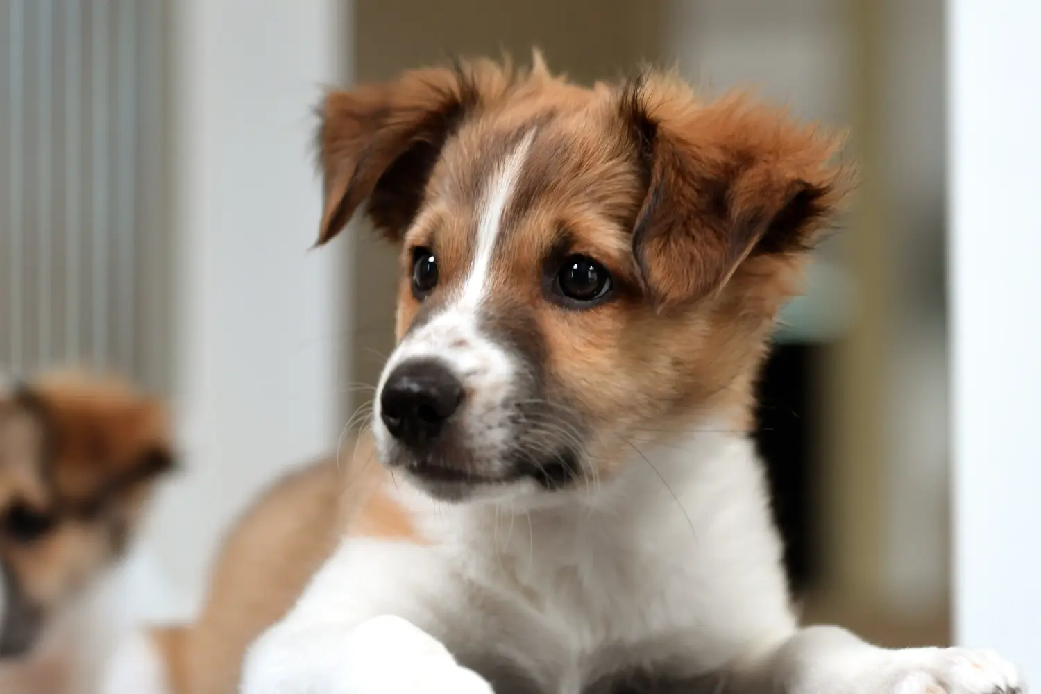 Buying a Kromfohrländer puppy means taking responsibility! Buy Kromfohrländer puppies.