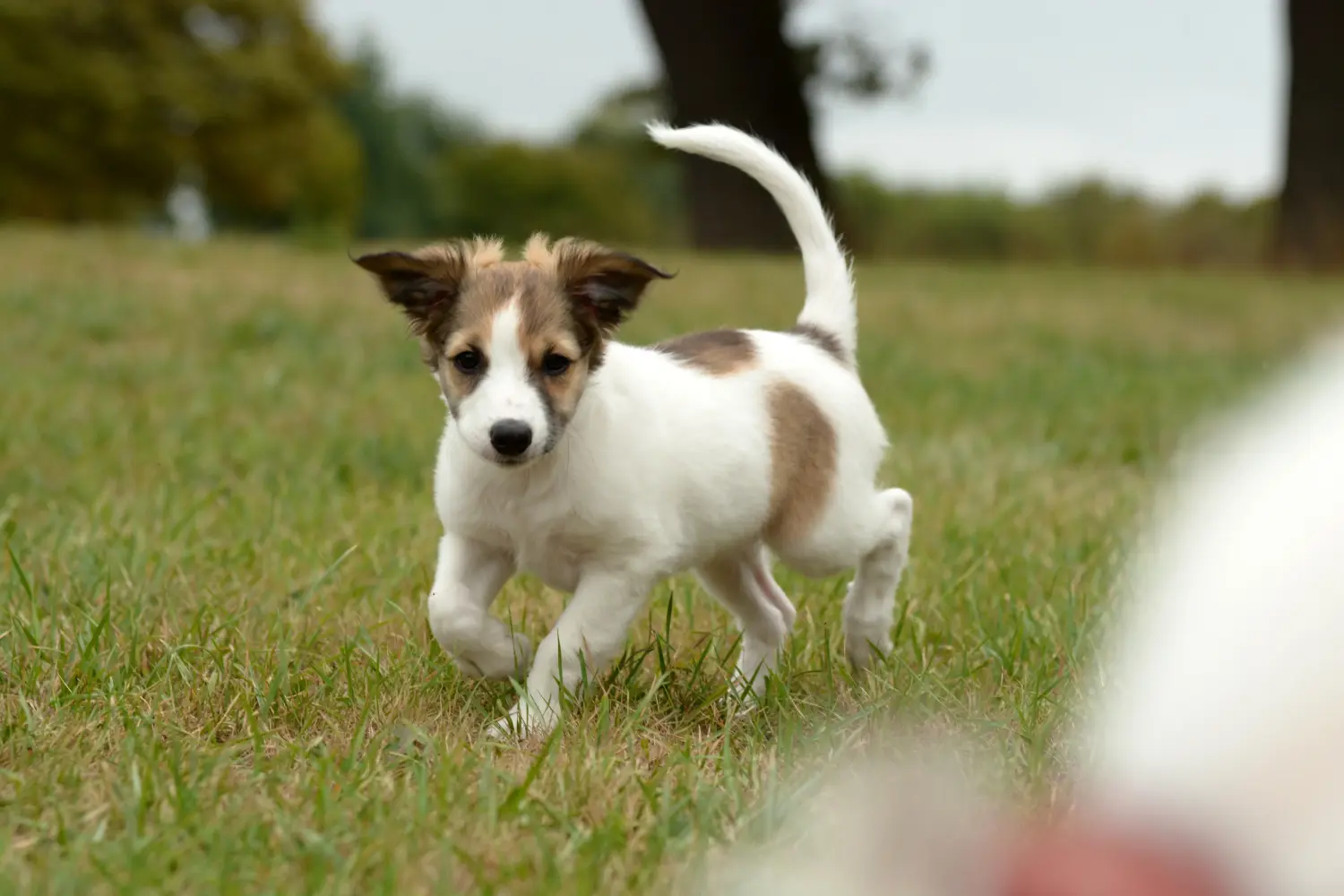 Buying a Kromfohrländer puppy means taking responsibility! Buy Kromfohrländer puppies.