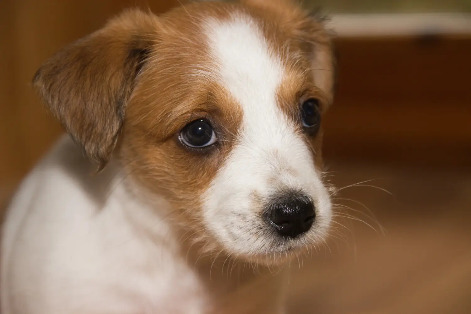 Buying a Kromfohrländer puppy means taking responsibility! Buy Kromfohrländer puppies.