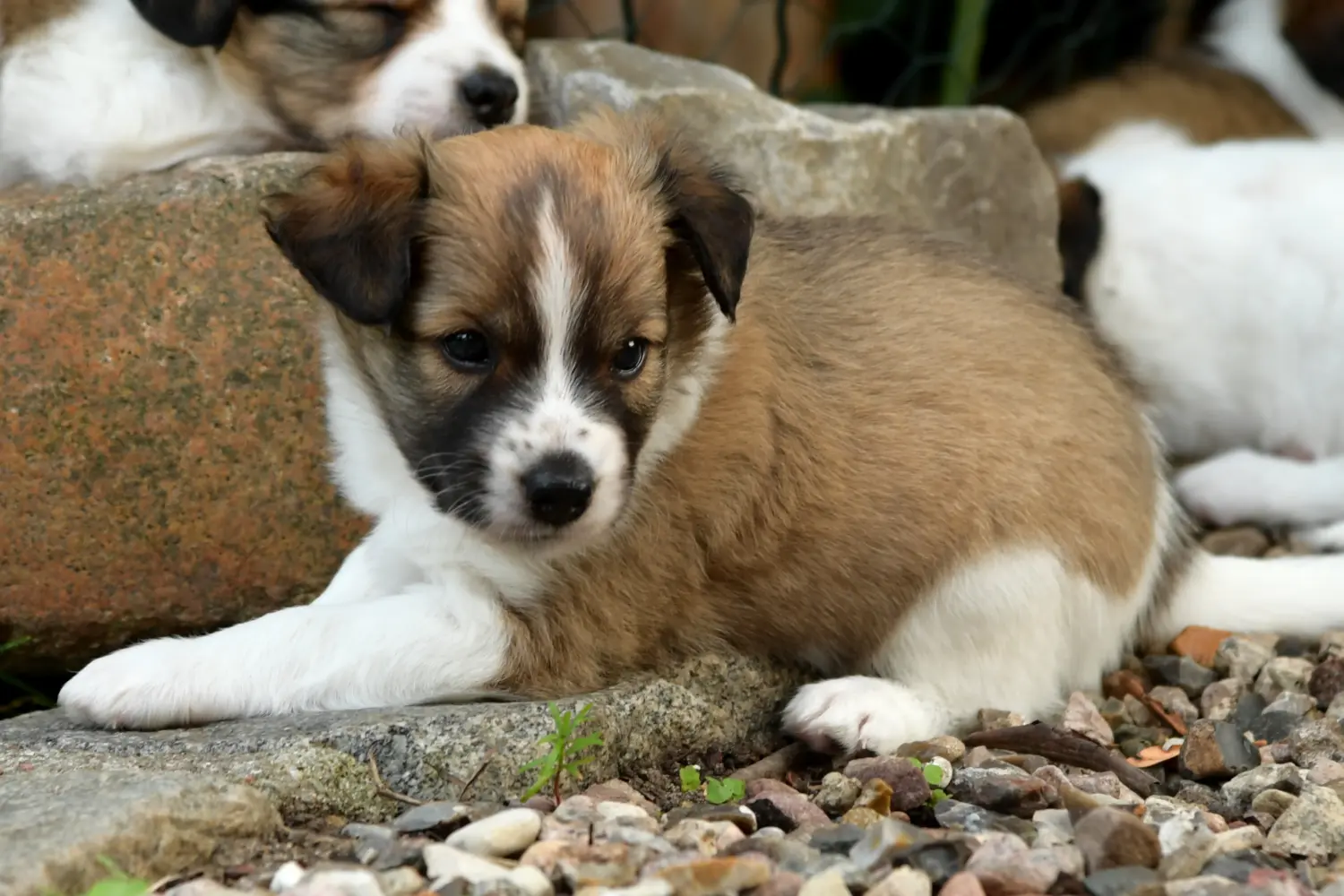 Buying a Kromfohrländer puppy means taking responsibility! Buy Kromfohrländer puppies.