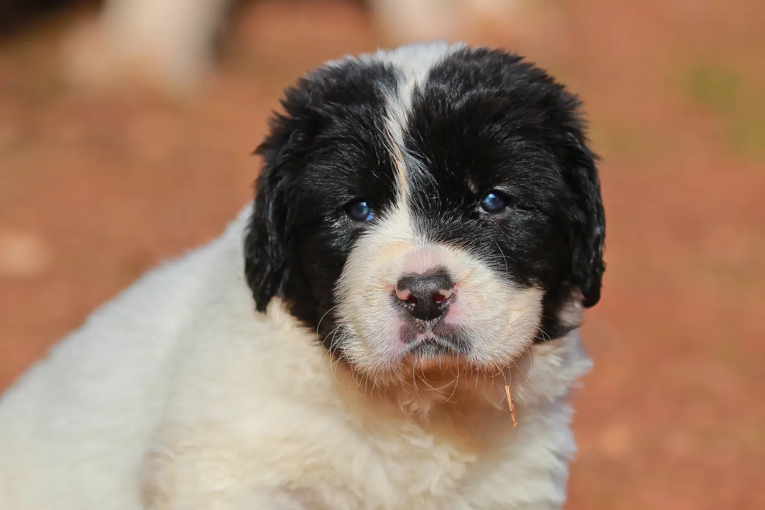 Buying a Landseer puppy means taking responsibility! Buy Landseer puppies.