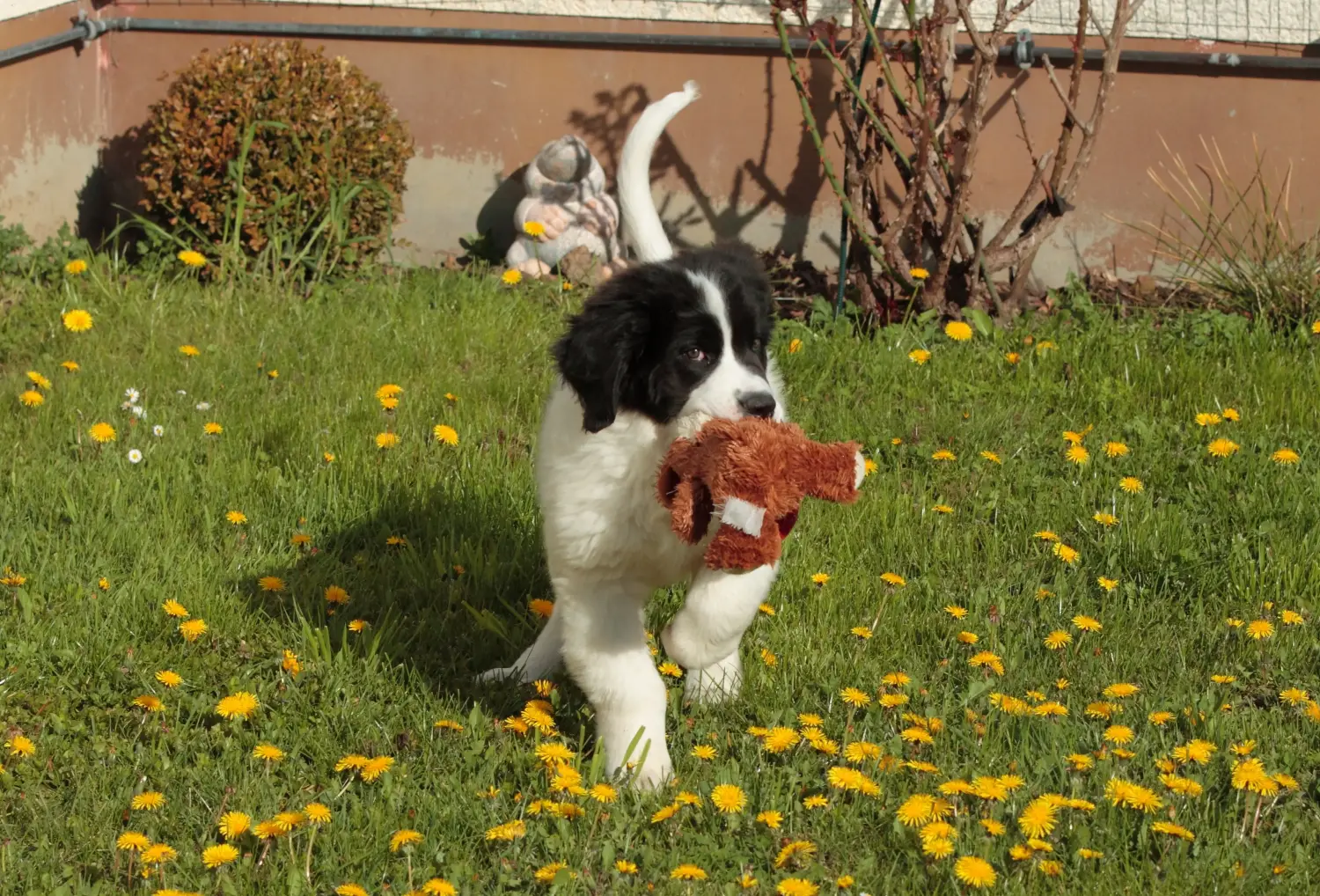 Buying a Landseer puppy means taking responsibility! Buy Landseer puppies.