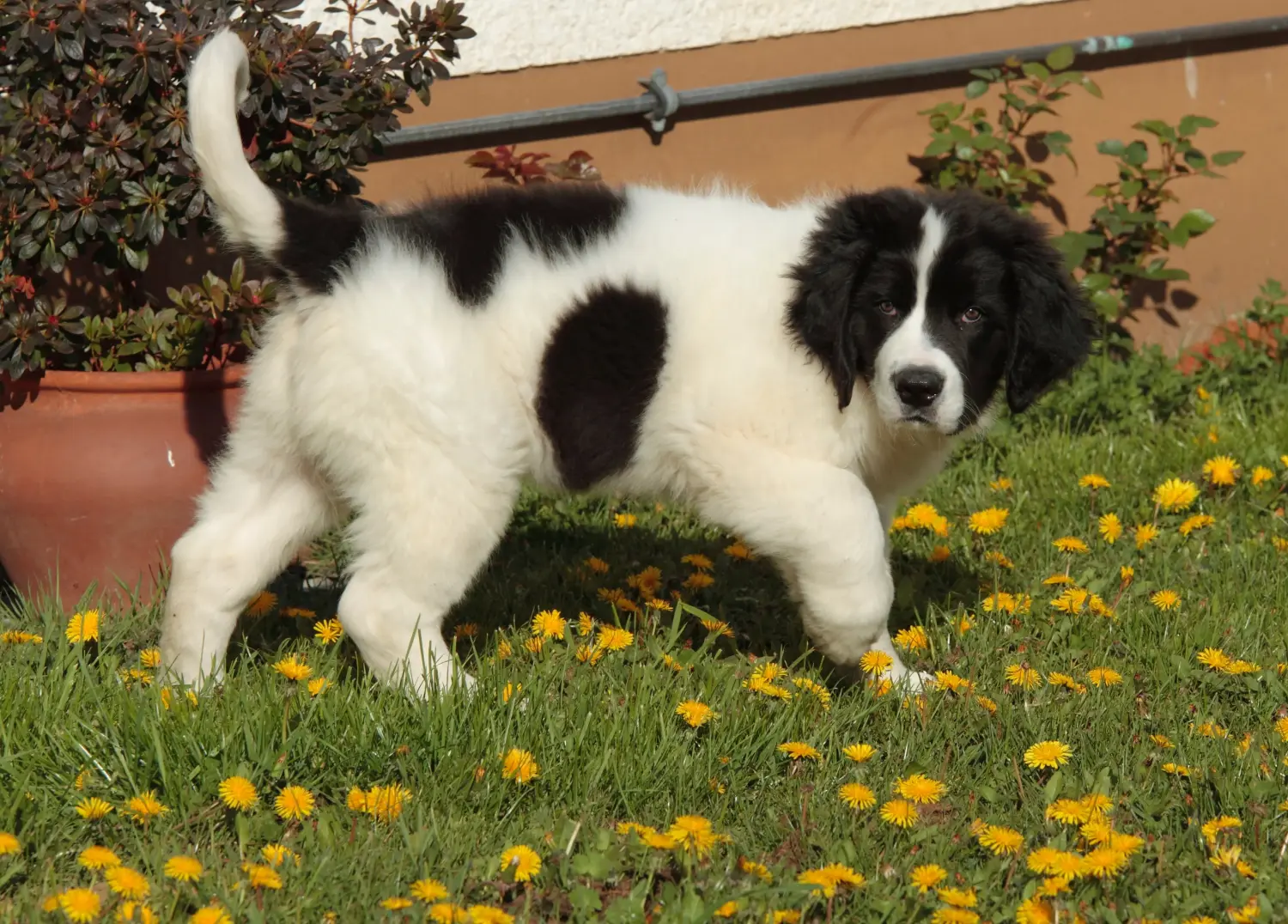 Buying a Landseer puppy means taking responsibility! Buy Landseer puppies.