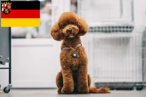 Read more about the article Maltipoo breeders and puppies in Rhineland-Palatinate