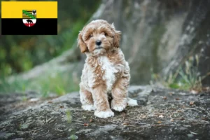 Read more about the article Maltipoo breeders and puppies in Saxony-Anhalt